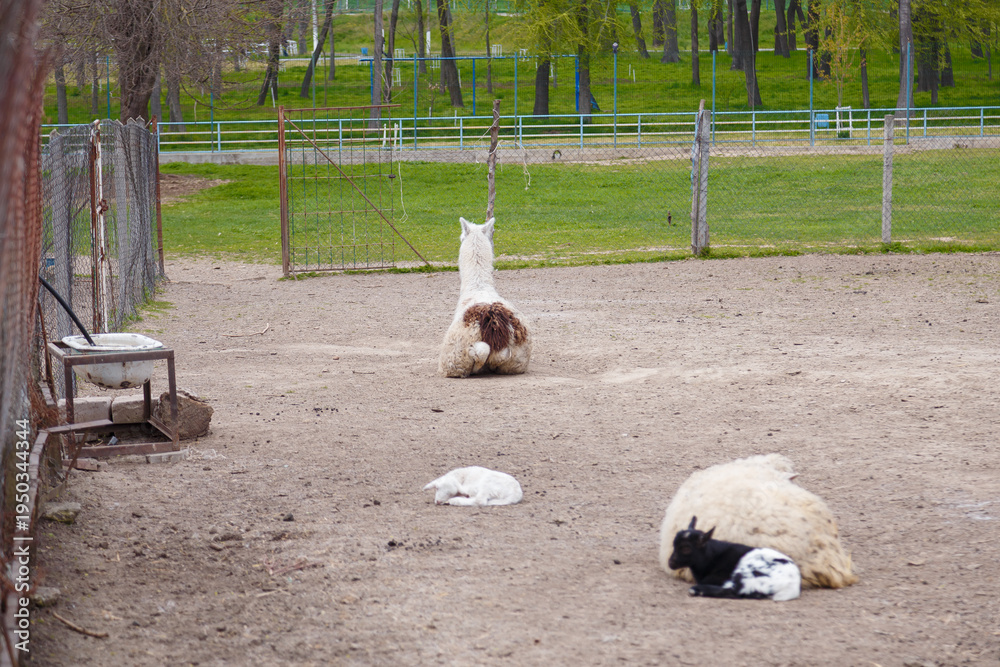 Fototapeta premium White sheep, goat kid and white lamb sleeping on ground. Llama sitting back to camera in national park or animal reserve. Green grass background through the fence