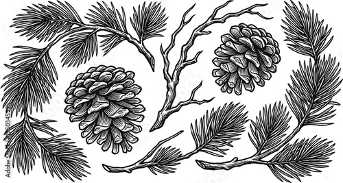 Hand drawn vintage engraving of pine cones and fir branches set for winter holiday decor, Christmas forest nature, and botanical invitations