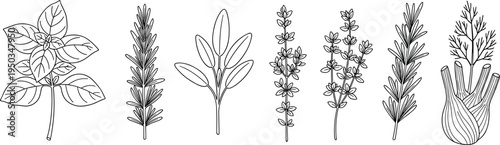 Culinary herbs set cad drawing flat vector illustration with hand drawn basil, rosemary, sage, thyme, and fennel isolated on white.