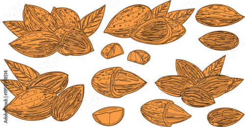described features a detailed sketch of almonds and almond leaves, presented in a visually appealing arrangement. 