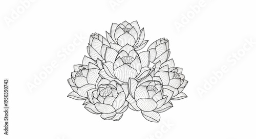 A delicate ink sketch depicts a cluster of blooming lotus flowers in varying stages