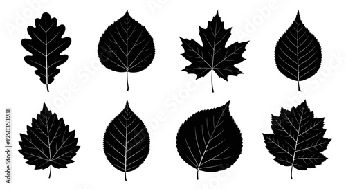 Set of Black Leaf Silhouettes: Oak, Maple, Birch, Aspen, and More - Vector Icons