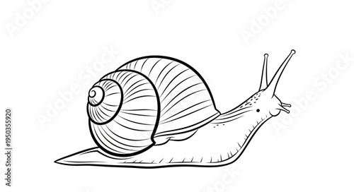 Detailed line drawing of a snail with prominent shell.