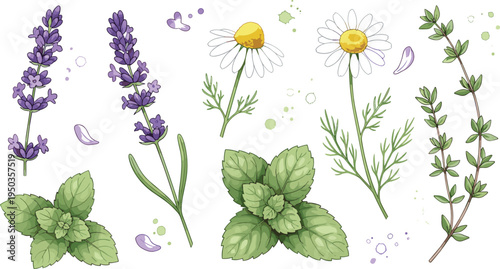 Herbal Plants Botanical Set with Lavender, Chamomile, Mint and Thyme for Natural Medicine, Organic Cooking and Garden Herb Illustration