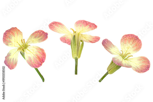 An arrangement of three pink and yellow flowers with visible veins, depicted from different angles, isolated on a transparent background.