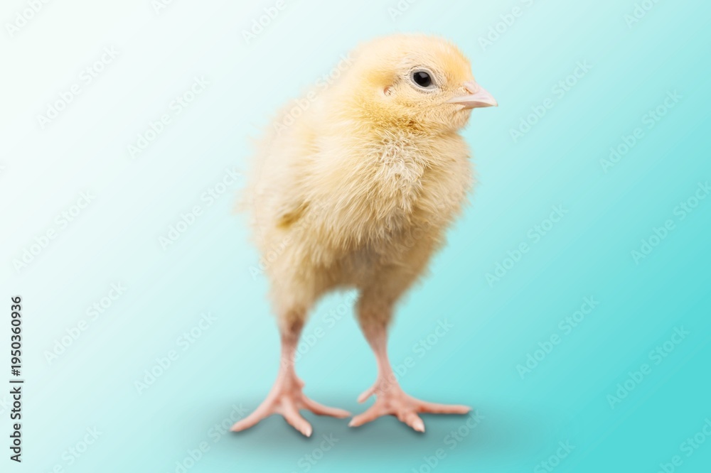 Obraz premium One cute small yellow chick baby