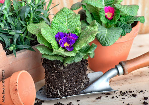 primrose blooming in dirt  on a shovel for potting on wooden table concept ga...