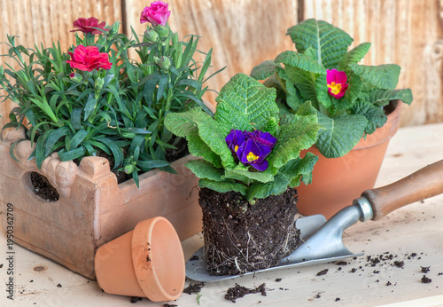 primrose blooming in dirt  on a shovel for potting on wooden table concept ga...