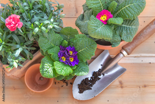 top view on flowers carnation and primrose in pot with shovel on wooden table...