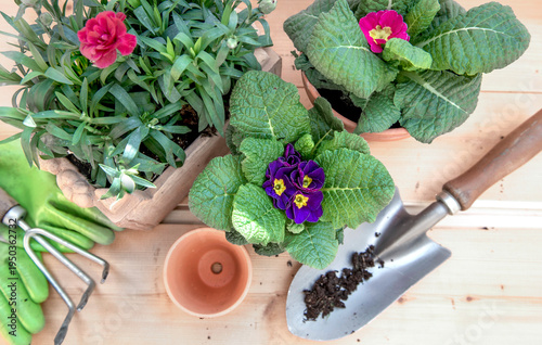 top view on flowers carnation and primrose in pot with garnening equipment on wooden table concept gardening