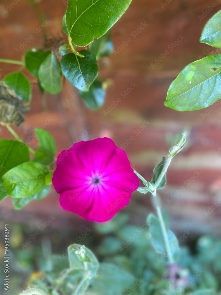 Fototapeta premium pink petals 