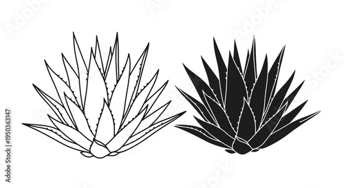 A striking black and white illustration displays two agave plants with sharply pointed leaves showcasing botanical detail high quality professional detailed