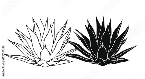 A striking black and white illustration depicts two agave plants showcasing their geometric forms and spiky leaves high quality professional detailed