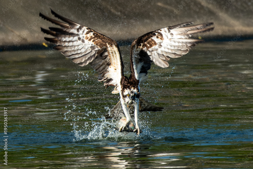 Fototapeta premium Osprey strikes fish from water surface