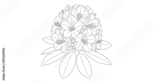 A detailed black and white line drawing showcases a lush cluster of rhododendron blossoms and foliage high quality professional
