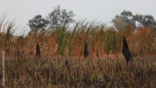 Timelapse of Foggy Wetland Landscape with Grass and Stumps on a Gloomy Day