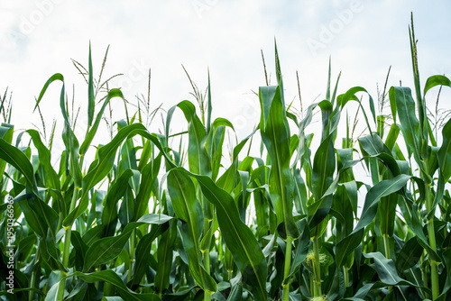 Fotografie Cornfield with tall green stalks and emerging tassels growing under a bright sky