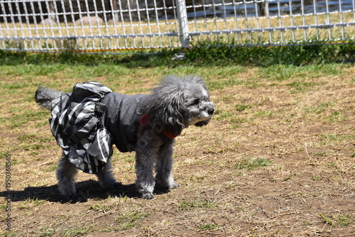 Canvastavla ドッグランで遊ぶトイプードルの犬 屋外のペット風景