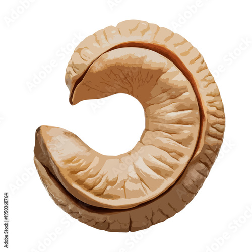 A close-up view of a single, golden-brown roasted cashew nut against a white background isolated on white background, Vector