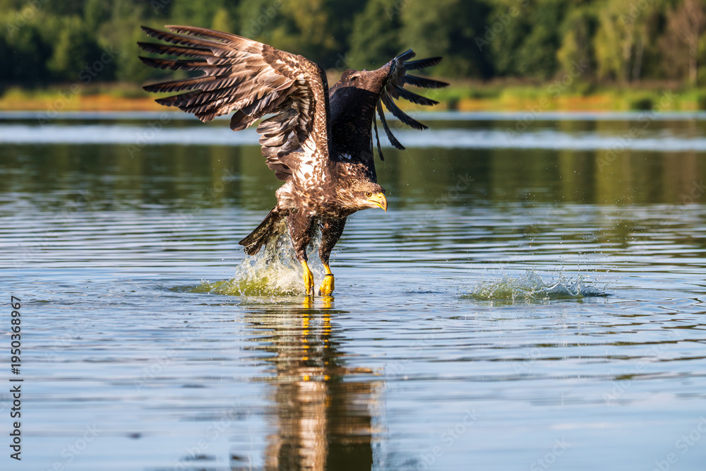 Fototapeta premium White-tailed Eagle (Haliaeetus albicilla) hunting fish on a lake surface at sunset