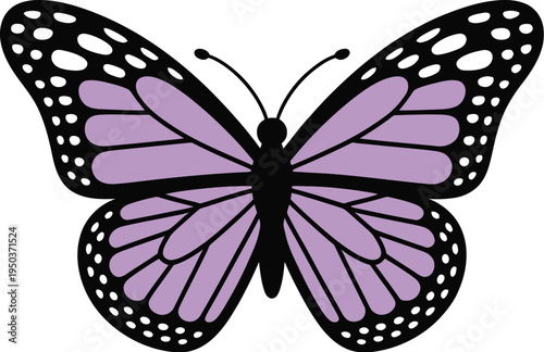 Vibrant purple butterfly with black markings rests symmetrically on.