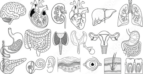 Detailed black and white human anatomy illustration featuring organs, brain, heart, lungs, liver, kidney, stomach, intestines, eye, skin, teeth