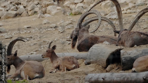 East Asian Tur or Markhor wild goats relaxing in their zoo enclosure on a summer afternoon. Enclosure has a chain link fence, wooden and concrete structures, and sand ground cover. nature, relaxation