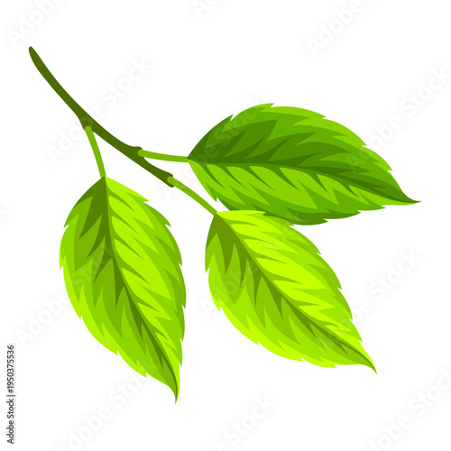 Illustration of branch with leaves. Spring or summer stylized foliage.