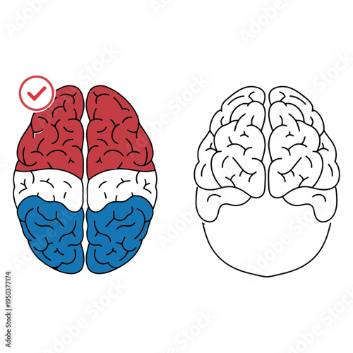 Brain hemispheres anatomy illustration