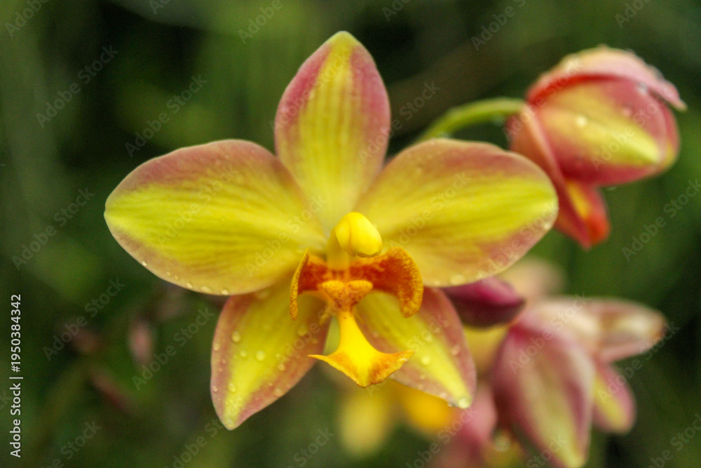 Obraz premium Yellow Spathoglottis plicata ground orchid flower macro in tropical garden