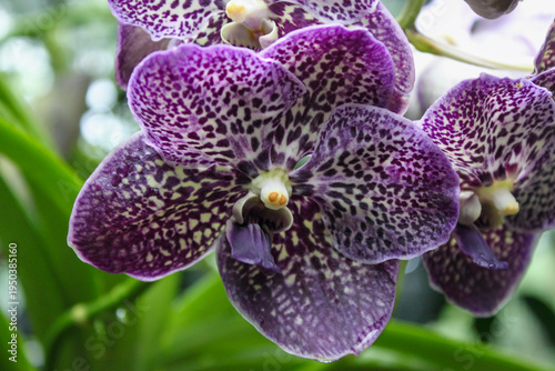 Foto Purple spotted vanda orchid macro tropical orchid flower