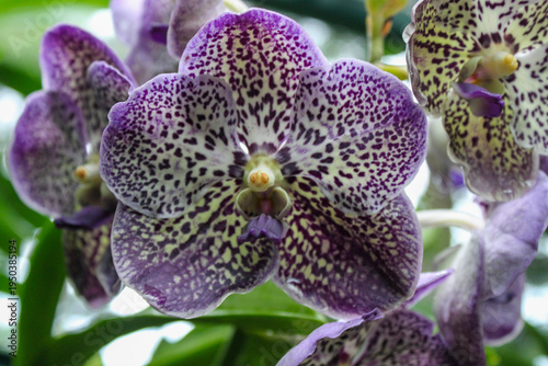 Purple spotted vanda orchid macro tropical flower