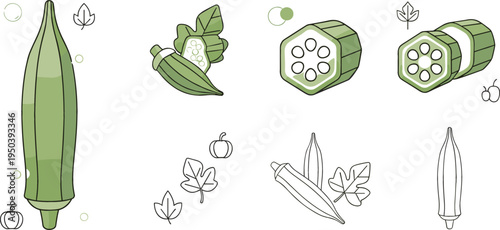 Okra Vegetable Illustration Set with Whole Pod, Sliced Cross Sections and Outline Elements Botanical Food Collection for Cooking, Agriculture, Organic Nutrition Design