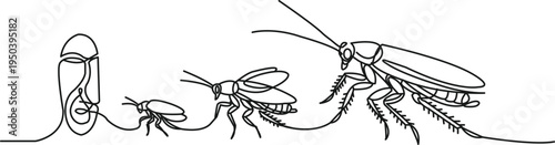 Creative circular infographic line art of a cockroach life cycle