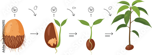 Mango Plant Growth Stages from Seed Germination to Young Tree Development Tropical Fruit Agriculture Lifecycle Vector Illustration
