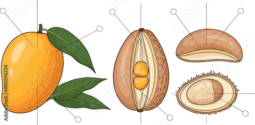 Mango Anatomy with Whole Fruit, Leaf, Seed Structure and Cross Section Tropical Fruit Botanical Educational Vector Illustration