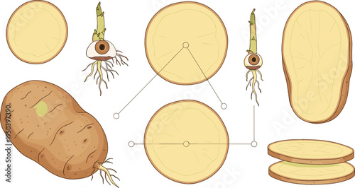 Potato Anatomy with Whole Tuber, Cross Section Slices, Sprouting Eyes and Root Structure Botanical Vegetable Educational Vector Illustration