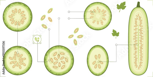 Sponge Gourd Cross Section Anatomy with Luffa Slices, Seeds and Internal Structure Botanical Vegetable Educational Vector Illustration