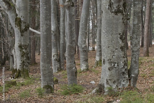 Common beech (Fagus sylvatica), Tyrol, Austria