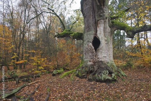 Old hute oak (Quercus robur), Sababurg primeval forest, Hesse, Germany