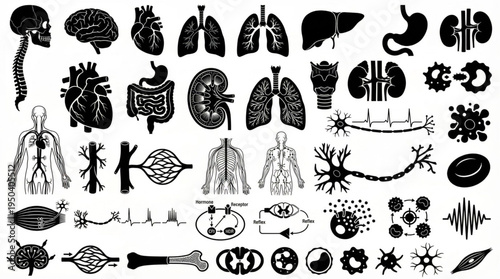 Medical Anatomy Organs Set Human Body Biology Education Vector Illustration