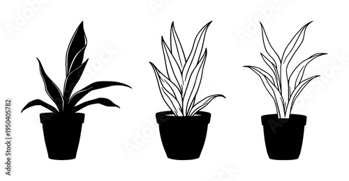 Snake plant set with minimalist flat vector design featuring terracotta pot, bold outlines, houseplant with indoor garden and botanical decor