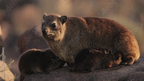 Female rock hyrax resting on warm African rocks with her young babies in Namibia, small mammals gathered in their natural habitat among stones, showing family behavior and wildlife life in the African