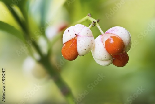 Japanese spindle bush (Euonymus japonicus), fruit, Hesse, Germany