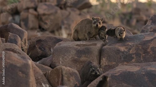 Group of rock hyraxes sitting on large rocks during a warm African sunset in Namibia, small mammals gathering together on a rocky landscape, watching surroundings in their natural wildlife habitat.
