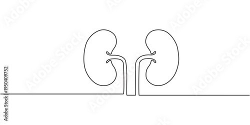 Continuous line drawing of the human organ kidney in one line with,  single line drawing of kidney. editable stroke.pro