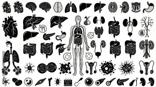 Human Body Organs Collection Anatomy Medical Science Vector Illustration Set