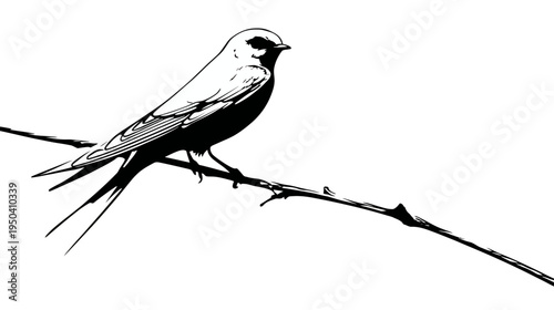 Silhouetted bird perched on a branch, detailed depiction with contrasting white and black