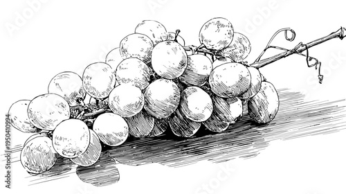 A cluster of plump, round fruits on a detailed vine, with shadow. Stylized art, black and white