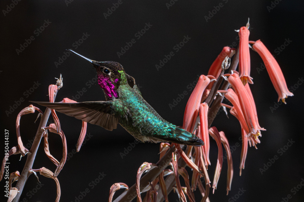 Fototapeta premium Anna's Hummingbird (Calypte anna) Photo, Flashing its Gorget, Flying Over Tiger Aloe (Aloe variegata) Plant Blooms, at Sundown and Dusk, With a Dark Background